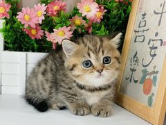 -小猫来了·猫舍(红山六九七九店)