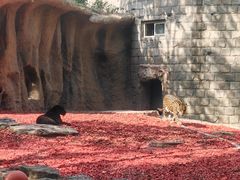 -北京野生动物园