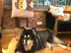 -more than meow吴止猫主题餐厅(承德 中船汇店)