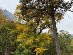 -北京上方山国家森林公园