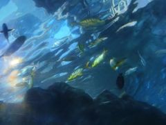 -太平洋海底世界