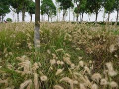 -春花秋色城市公园