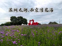 -西京湾花海