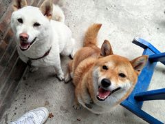 -柴犬高等学院·狗咖·柴犬售卖·宠物训练