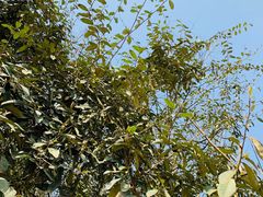 -铁山坪森林公园