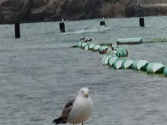 -青岛石老人海水浴场