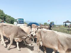 -新疆那拉提国家旅游度假区