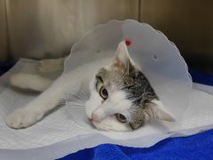 -中农国际动物医院24小时·猫科·骨科·急重症中心
