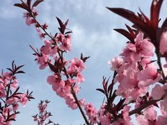 -南汇水蜜桃采摘(大团店)