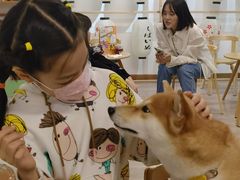 -柴迷FANS CLUB·柴犬狗咖·猫咖