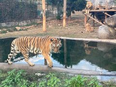 -泉州海丝野生动物世界