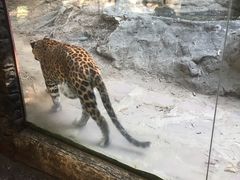 -清迈夜间动物园