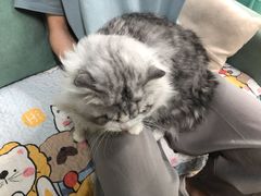 -老吴的猫·猫舍(新区店)