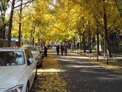 -三里屯东五街银杏大道