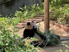 -中国大熊猫保护研究中心雅安碧峰峡基地