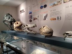 -自贡恐龙博物馆