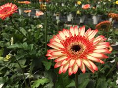 -金马仑薰衣草花园(Cameron Lavender)