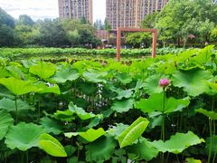 -陈家山荷花公园