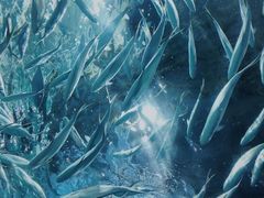 -上海海洋水族馆