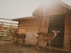 -安德鲁户外烧烤帐篷营地(马泉营店)
