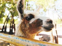 -鄂尔多斯野生动物园