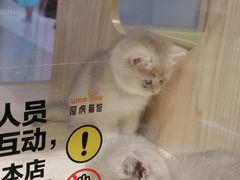 -屋虎猫馆(宝安大仟里店)