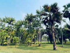 -中国科学院西双版纳热带植物园