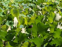 -四川大学(华西校区)