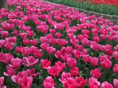 -洛阳郁金香牡丹园