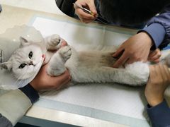 -佳怡动物医院·平价24小时·猫专科骨外科