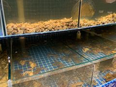 -蟹谢蒸鲜自助餐厅