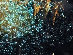 -怀托摩萤火虫洞