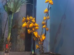 -琥珀川糟粕醋火锅(慈云寺店)