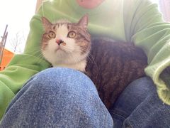 -伟伟宠物医院·瑞派猫友好医院·猫科(光谷店)