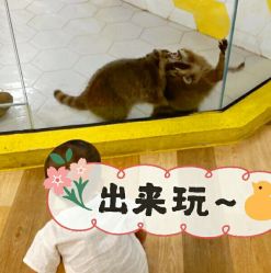 -七巧国萌宠乐园(龙湖天街店)