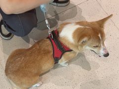 -帕帕拉兹宠物(亚洲旗舰店)