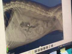 -宠颐生猫科·内科皮肤科(西平世纪城店)