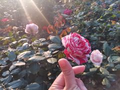 -人民公园(罗湖区)