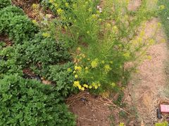 -万源龙顺度假庄园生态观光园