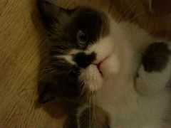 android_upload_pic-喵园·猫主题咖啡厅·撸猫·猫咖(国贸店)