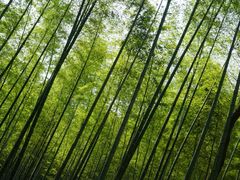 -上海佘山国家森林公园天马山园