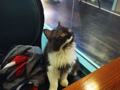-猫小院猫主题餐厅(三里屯店)