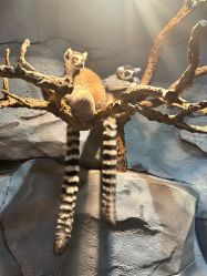 -Zoolung Zoolung动物主题公园(海信广场店)