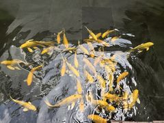 -觀芷隐轩