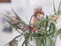 -花生FM_FLOWERS