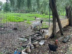 -同銮特种养殖场·龙虾垂钓