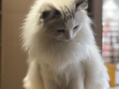-瞄一喵猫咖(格力海岸店)