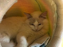 -猫和宫(六道口店)