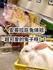 -萌兔星空蹦床撸兔馆