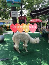 -萌宠亲子动物乐园(槐房万达店)